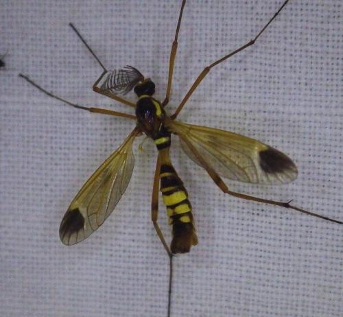 Réf. 273 988 : Ctenophora ornata
